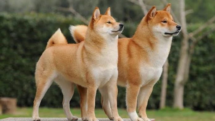 Shiba Inu (SHIB)