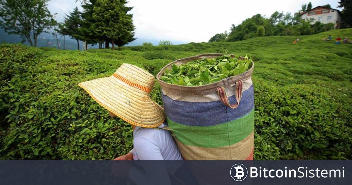 Fiyatlar Düşerken Yatırımcılar Bitcoin ve Bu Altcoinlere Yöneldi! Cüzdan Sayıları Büyük Ölçüde Arttı!