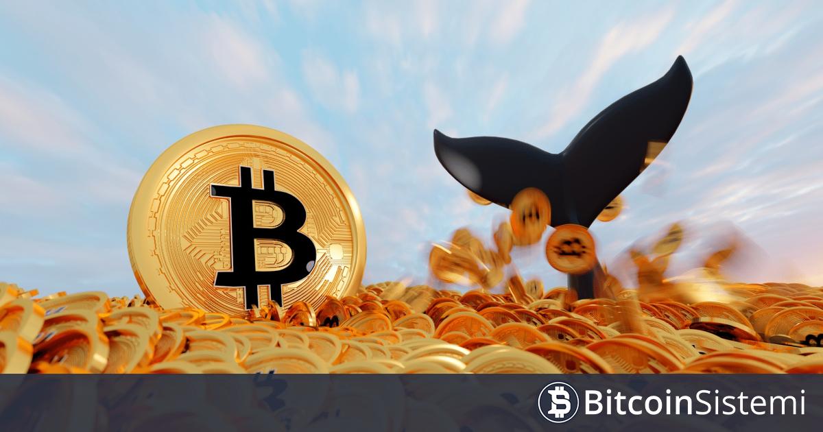 Bitcoin’de “Genç Balinaların” Oranı Son Zamanlarda Çok Arttı! Anlamı Ne?