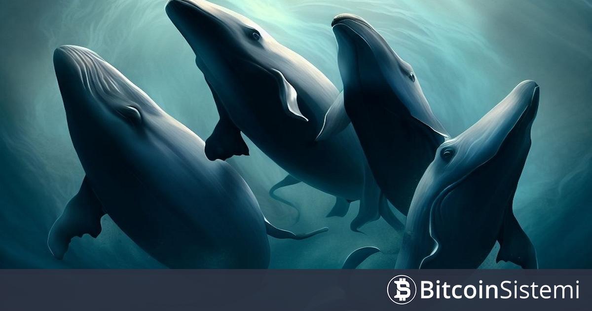 Devasa Balinalar Bu 10 Altcoinde Aktivitelerini Çok Büyük Arttırdı! İşte Liste