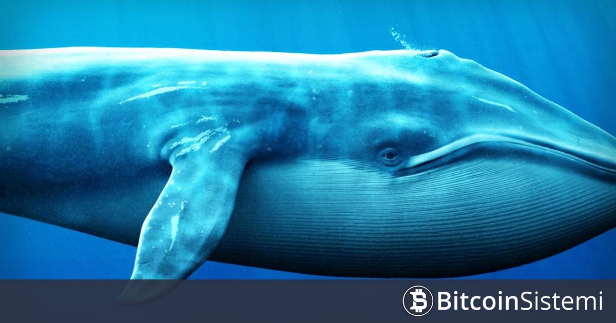 Büyük Balina, Üç Hafta Sabretti: Binance Listeli Bu Altcoinin Tamamını Sattı, Yüklü Kar Elde Etti!