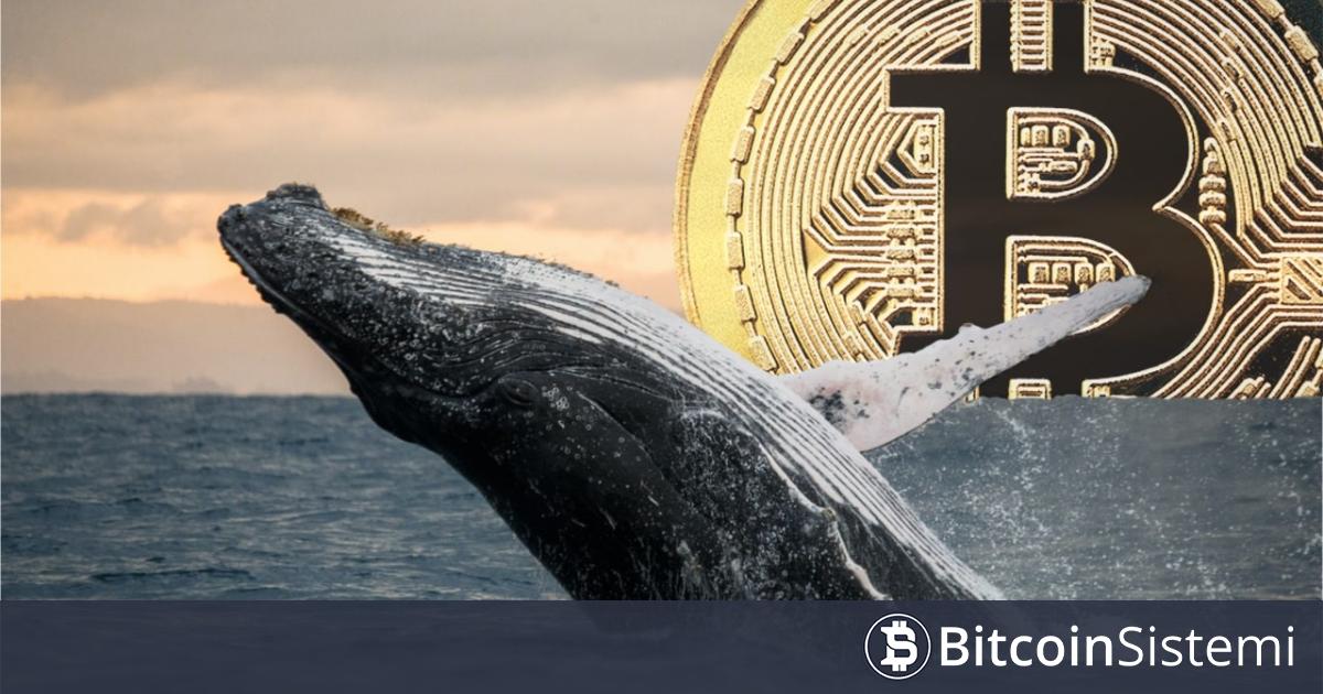 Bitcoin’de (BTC) Balinalar Şu An Ne Yapıyor? Daha Önceki Krizlerde Çöküş Öncesi Çıkmışlardı, İşte Şimdi Yaptıkları!