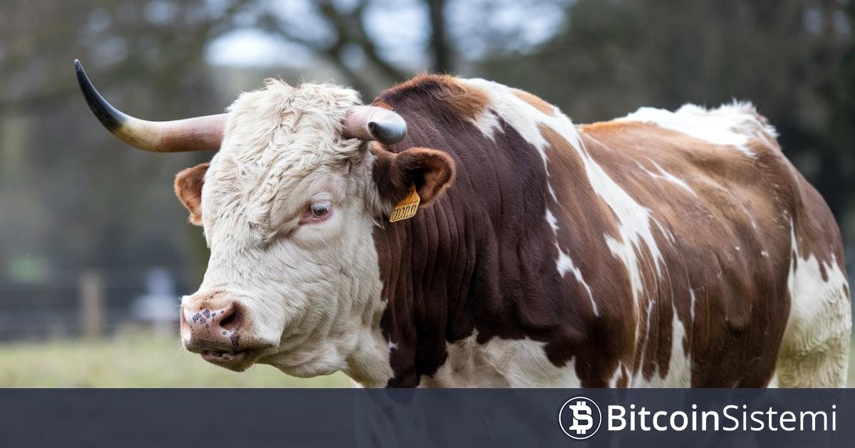 Analist il Capo’nun İki Ay Önce “Boğayım” Dediği Altcoin Çöktü, Açıklama Yapmak Zorunda Kaldı!