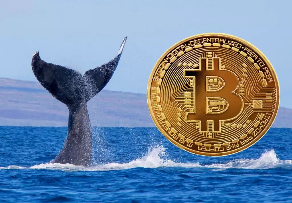 Bitcoin’de 46 Milyon Dolar Kazanan Gizemli Balina, Rekor Gelince İyice Aktif Oldu: İşte Son Kar Durumu ve Hamleleri
