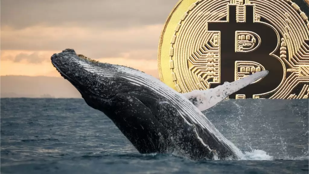 Gizemli Bitcoin Balinası Faaliyete Geçti: Neredeyse Her Gün İşlem Yapıyor!