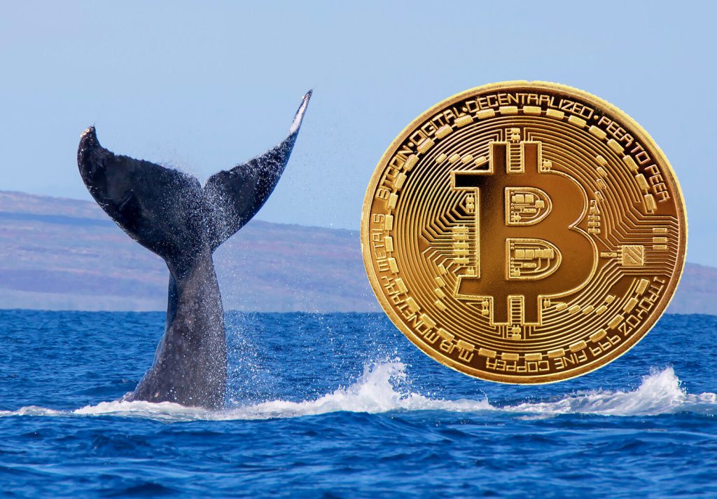 Balinalar Rekor Düzeyde Bitcoin’i Borsalardan Çekiyor! Anlamı Ne?