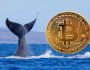 Bitcoin’de 46 Milyon Dolar Kazanan Gizemli Balina, Rekor Gelince İyice Aktif Oldu: İşte Son Kar Durumu ve Hamleleri