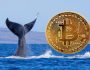 Balinalar Rekor Düzeyde Bitcoin’i Borsalardan Çekiyor! Anlamı Ne?