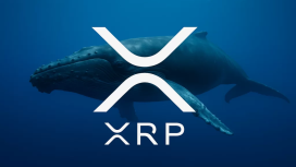 Balinalar XRP’ye 1,5 Milyar Dolar Yatırdı, Ayı Piyasası Testinde Hala Günde 8.700 Dolar Kazanıyor