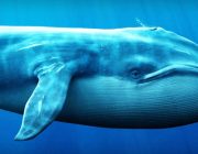 Büyük Balinalar Hareketli: Son Saatlerde Kripto Paralarda Bunları Yaptılar!