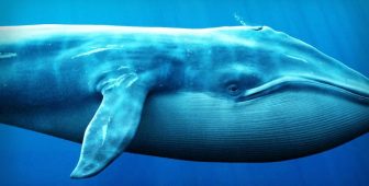 Büyük Balinalar Hareketli: Son Saatlerde Kripto Paralarda Bunları Yaptılar!