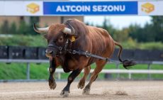 Yarın Geleceği İddia Edilen Solana Spot ETF’ler Bir Altcoin Sezonunu Ateşleyecek Mi? Analist Görüşünü Paylaştı!