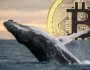 Gizemli Bitcoin Balinası Faaliyete Geçti: Neredeyse Her Gün İşlem Yapıyor!
