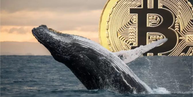 Gizemli Bitcoin Balinası Faaliyete Geçti: Neredeyse Her Gün İşlem Yapıyor!